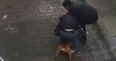 Türkiye'de köpek saldırıları bitmiyor! İstanbul'da ısırılan vatandaş pitbull cinsi köpekten zor kurtuldu