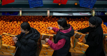 Türkiye'de Mandalina İhracatında Rekor Artış