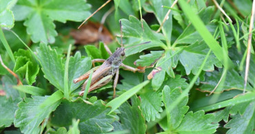 Türkiye'de Yeni Çekirge Cinsi Keşfi: Salmanihippus turcicus