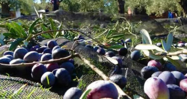 Türkiye'de Zeytin Ağacı Yüzde 50 Artışta!