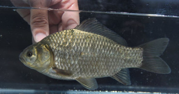 Türkiye'deki Tatlı Su Balıkları Tehdit Altında