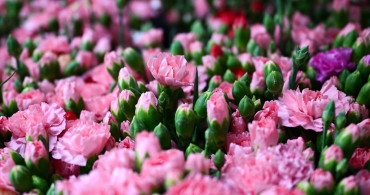 Türkiye'nin Çiçek İhracatında Hedef 180 Milyon Dolar