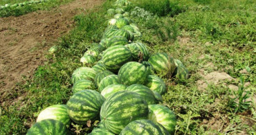 Türkiye'nin Karpuz Üretiminin Yüzde 20'si Adana'da 