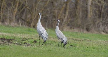Turna Kuşlarının Korunması İçin 2026 İzleme Çalışmaları Devam Ediyor