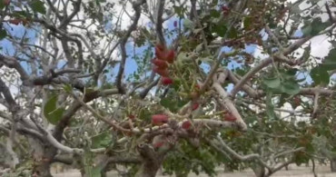 TZOB'dan Şanlıurfa'daki Tarımsal Afet Açıklaması