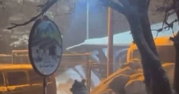 Uludağ'da Kış Uykusundan Uyanan Ayı Ailesi Sarıalan'a İndi