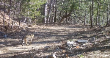 Uludağ'da Yaban Kedisi Fotokapana Yakaladı