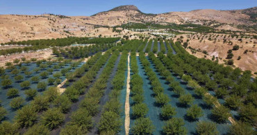 Ulukale dutunda bu yıl 650 ton rekolte bekleniyor