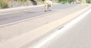 Ümraniye'de cadde ortasında başıboş inek görüntülendi