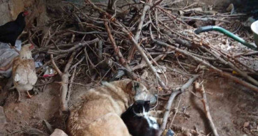 Üşüyen Kedi ve Köpeğin Sıcak Dostluğu