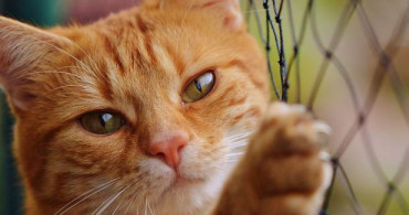 Uyuşturucu Kuryeliği Yapan Kedi Sri Lanka'daki Hapishaneden Kaçtı