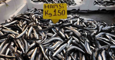 Bir buçuk aydır çıkmayan yerli hamsi yeniden tezgahlarda