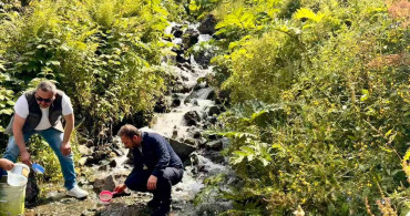 Uzungöl ve çevresindeki derelere 15 bin yavru kırmızı benekli alabalık salındı