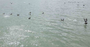 Van Gölü'nde Dikkuyruk Kuşu Görüntülendi