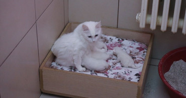 Van Kedileri 120 Yavru Dünyaya Getirdi