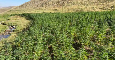 Van'da 1.5 Milyon Kök Kenevir Ele Geçirildi