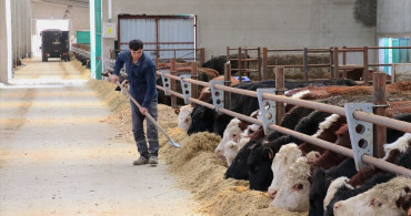 Van'da Düve Yetiştirme Merkezi Hayvancılığı Geliştiriyor