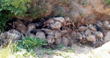 Van’da garip olay: Uçurumdan art arda kendilerini attılar