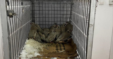 Van'da Kınalı Keklik Yakalayan Kişiye 75 Bin Lira Ceza