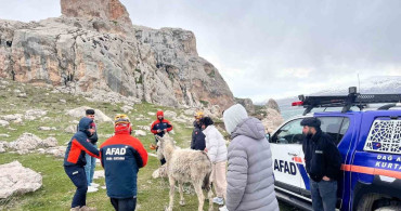 Van'da Sarp Kayalıklarda Mahsur Kalan Eşek Kurtarıldı