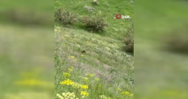 Van’da VASKİ ekiplerinin karşısına ayı yavrusu çıktı