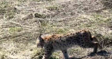 Vaşak: Ormanın Hayaleti Çığlık Atarken Görüntülendi