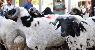 Vekaletle Kurban Fiyatları Ne Kadar?