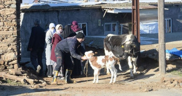 Veteriner Hekimler Deprem Bölgesindeki Hayvanları Ücretsiz Tedavi Edecek