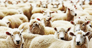 Veterinerlerden Kurban Hizmetleri İçin İlave Önlem Talebi