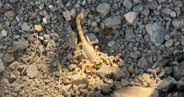 Vişne toplarken akrep sokan şahıs hastaneye kaldırıldı