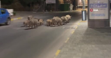 Yaban Domuzları Türkiye'nin Turizm Bölgelerinde Sorun Olmaya Devam Ediyor