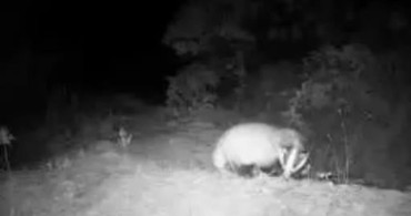 Yaban Hayatı Fotokapan ile Belgelendi