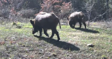 Yaban Hayvanları Fotokapanla Görüntülendi
