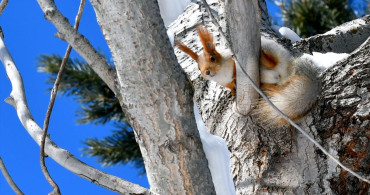 Yaban Hayvanları Kars'ta Yiyecek Arıyor