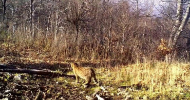 Yaban Kedisi Ormanda Görüntülendi