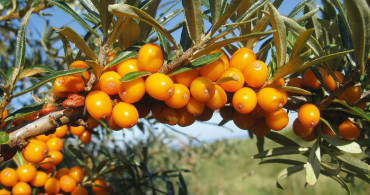 Yabani İğde Doğadaki Tek Omega 7 Kaynağı