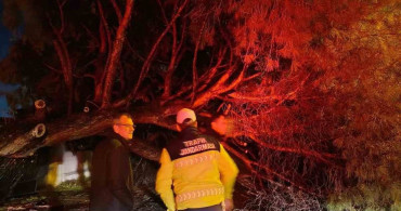 Yağış Sonrası Çam Ağacı Devrildi, Koçarlı Belediyesi Hızla Müdahale Etti