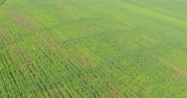 Yağışlar Gaziantep'teki Buğday Üreticilerini Sevindiriyor