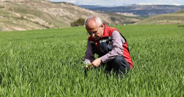 Yağışlar Sonrası Çiftçilere Hububat Tarlalarında Hastalık Riski Uyarısı