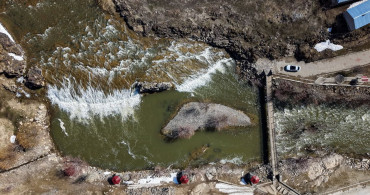 Yağışların Etkisiyle İnci Kefalin Üreme Dönemi Daha Sorunsuz Geçiyor