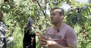 Yalova Dereköy'de kiraz hasadı başladı
