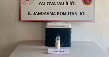Yalova'da 5 milyon dolarlık akrep zehri ele geçirildi