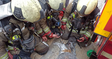 Yangın Sonrası Kedilere Hayat Verildi