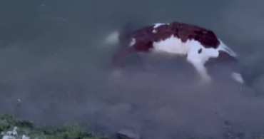 Yapalı Barajı Taşıyor, Buzağı Suya Düşerek Hayatını Kaybetti