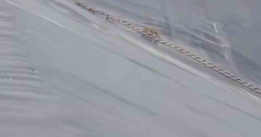 Yapay Gölete Düşen Çakal Merdivenle Kurtarıldı