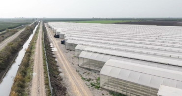 Yapay Zeka Destekli Sera, Çilek İhracatında Yeni Bir Dönem Başlattı