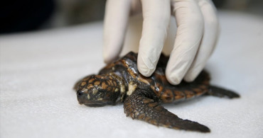 Yaralı Caretta Caretta Yavrusu 'Arda' İçin İyileştirme Çabaları
