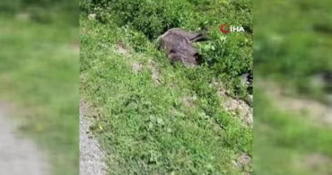 Yaralı domuz köy yakınlarında görüntülendi