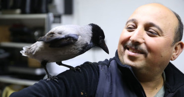 Yaralı Karga 'Haşmet' ile Sıra Dışı Dostluk