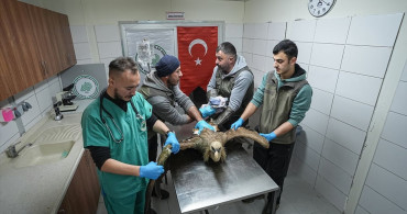 Yaralı Kızıl Akbaba Bursa'da Yeniden Uçmaya Hazırlanıyor
